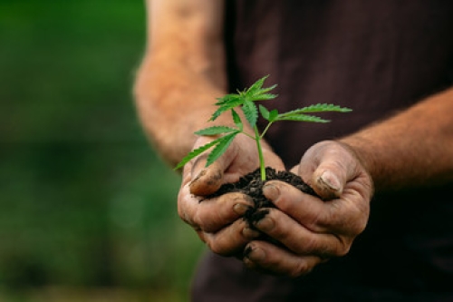 Momentum Building on Cannabis: New York Passes Marijuana Regulation and Taxation Act, Congress Closer to Passing SAFE Act